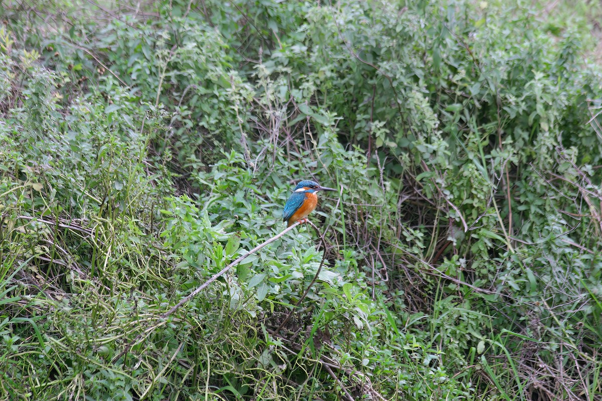 Martin-pêcheur d'Europe - ML620702302