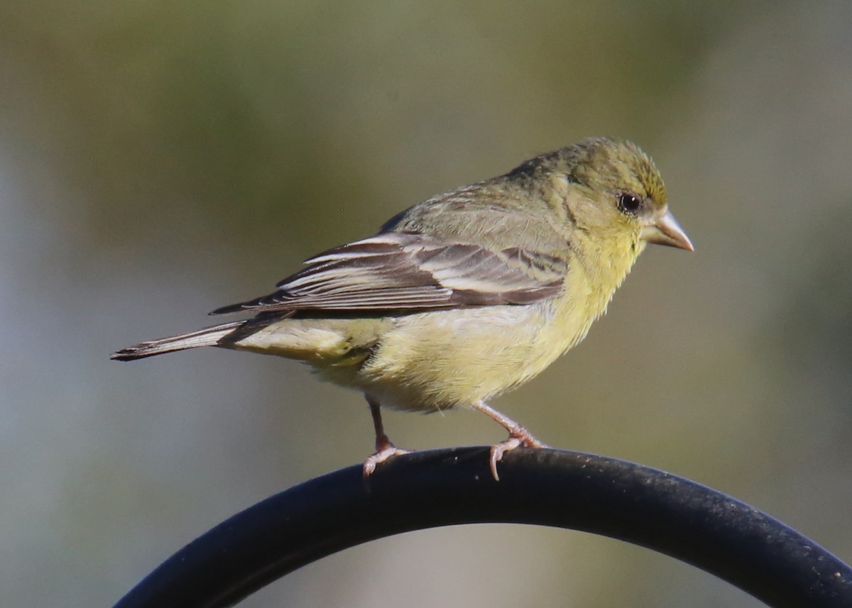 Lesser Goldfinch - ML620702303