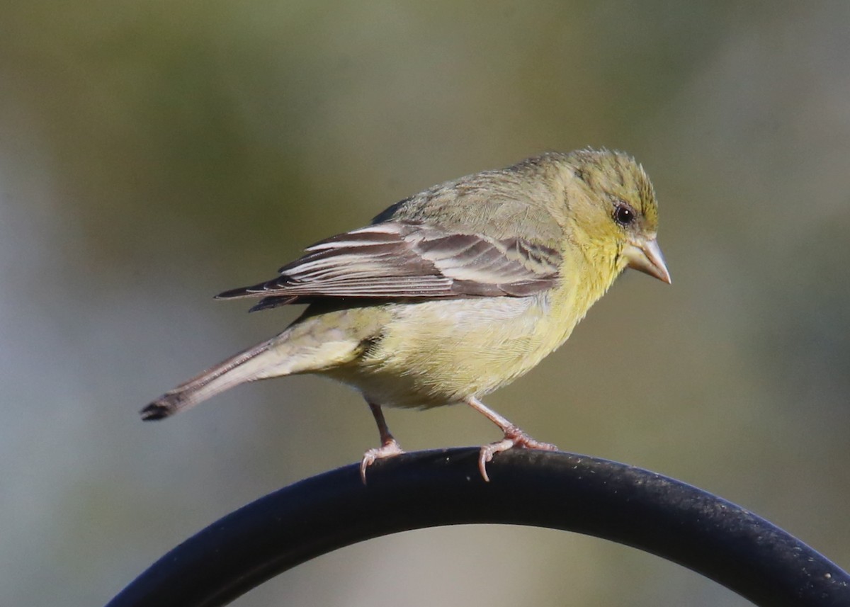 Lesser Goldfinch - ML620702304