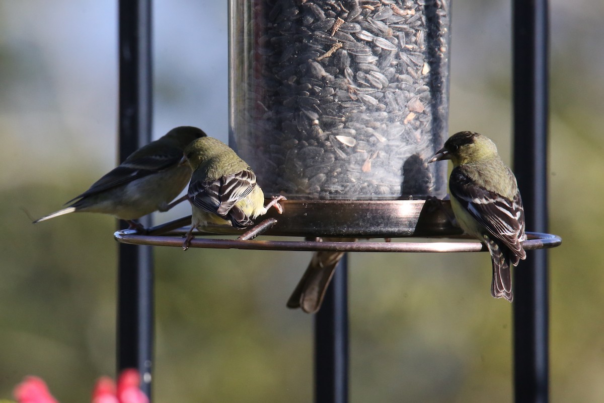 Lesser Goldfinch - ML620702305