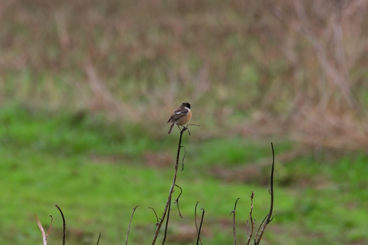 European Stonechat - ML620702306