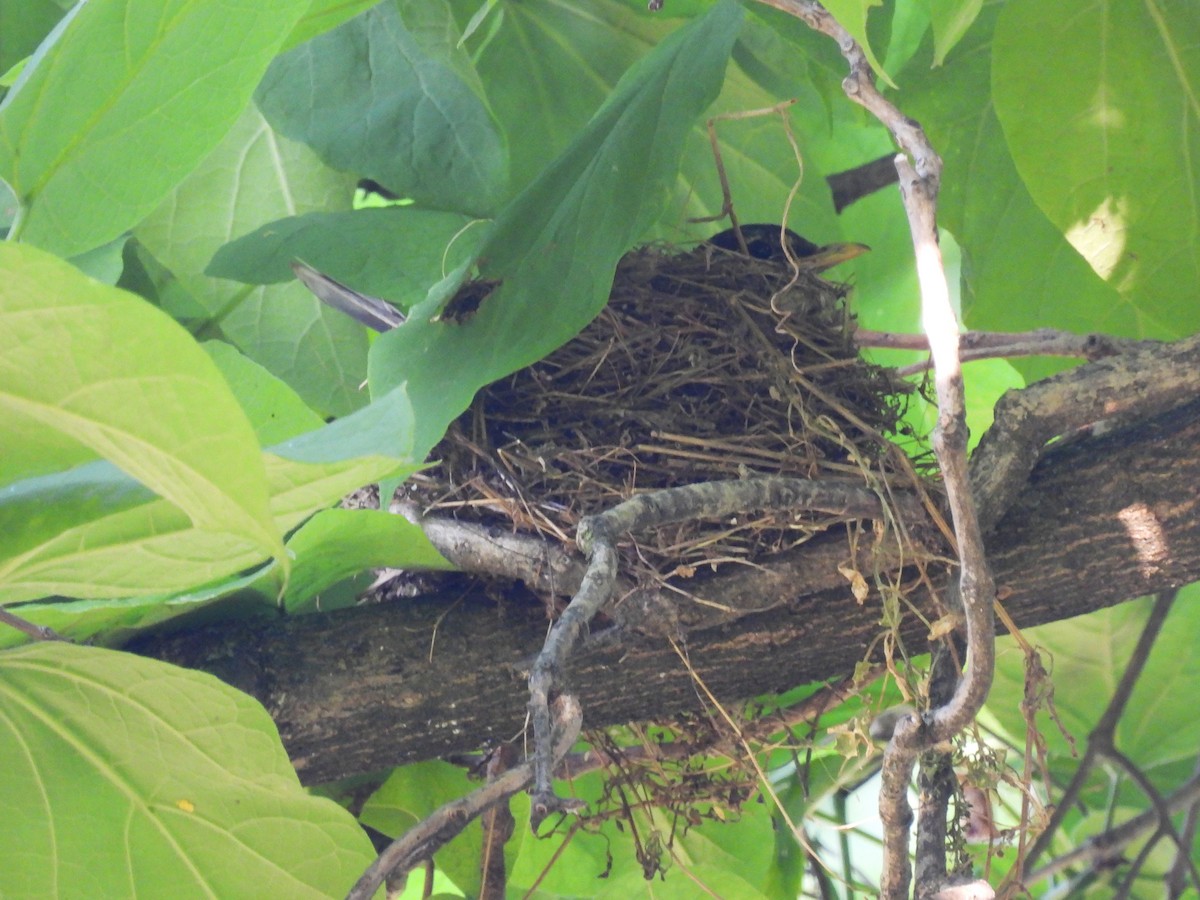 American Robin - ML620702307