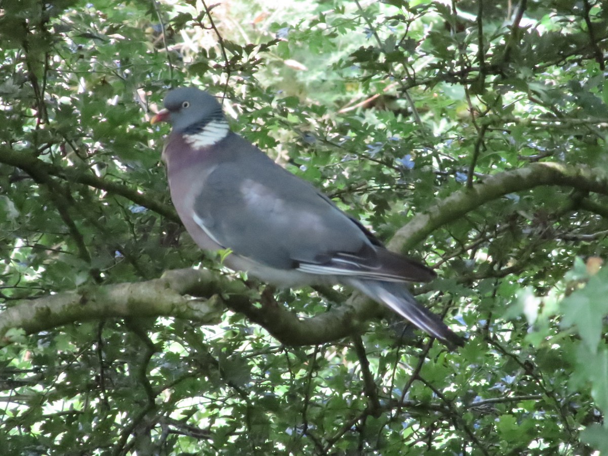 Common Wood-Pigeon - ML620702309