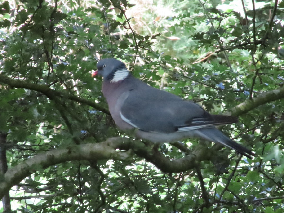 Common Wood-Pigeon - ML620702310