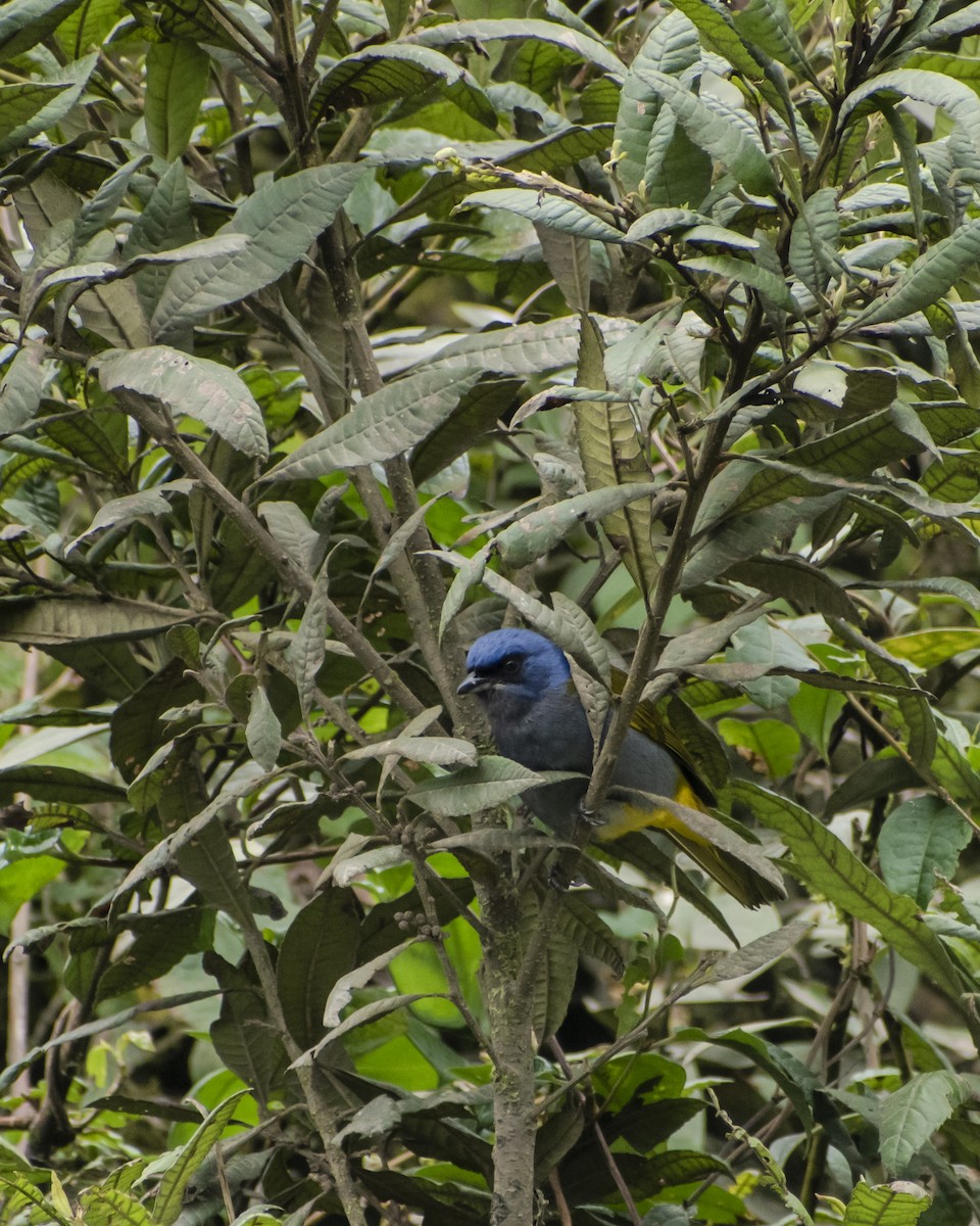 Blue-capped Tanager - ML620702311