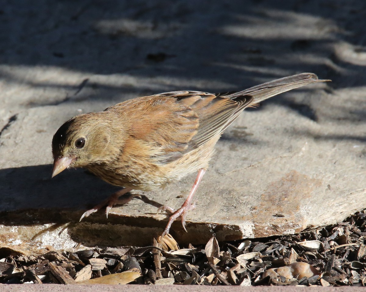 Dark-eyed Junco - ML620702316