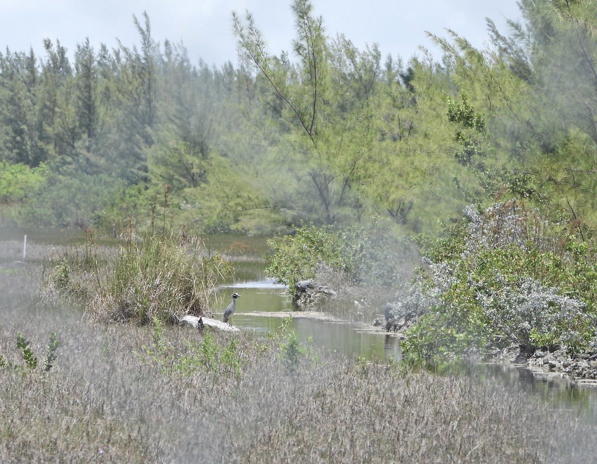 Yellow-crowned Night Heron - ML620702317