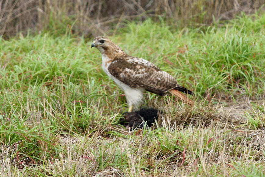 Red-tailed Hawk - ML620702318