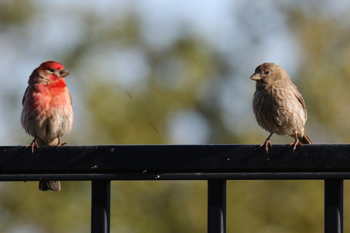 House Finch - ML620702321