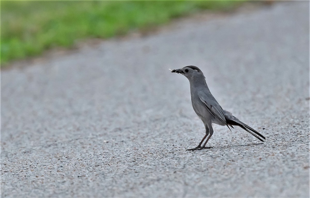 Gray Catbird - ML620702324