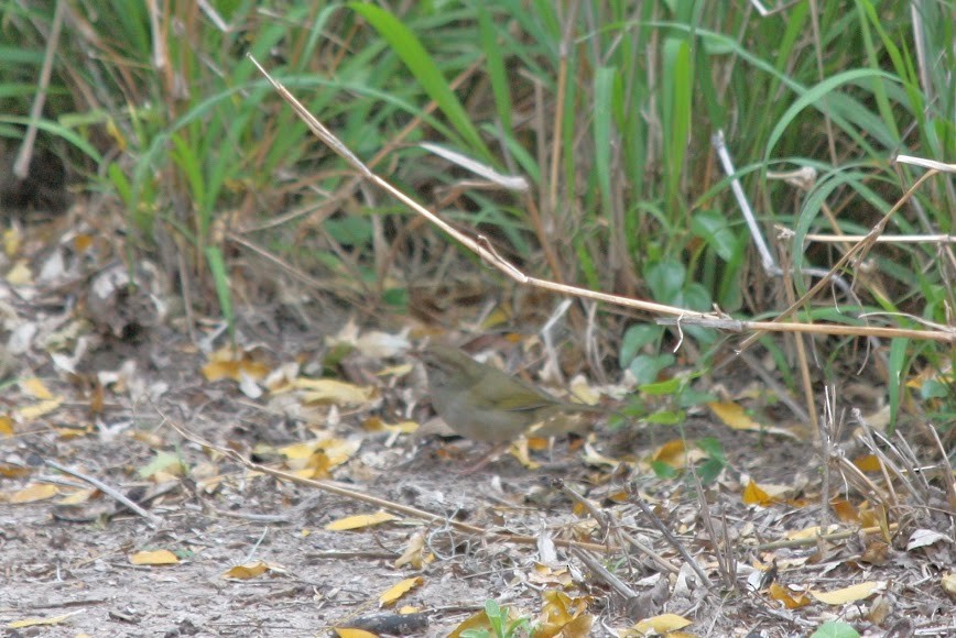 Olive Sparrow - Kevin Sarsfield