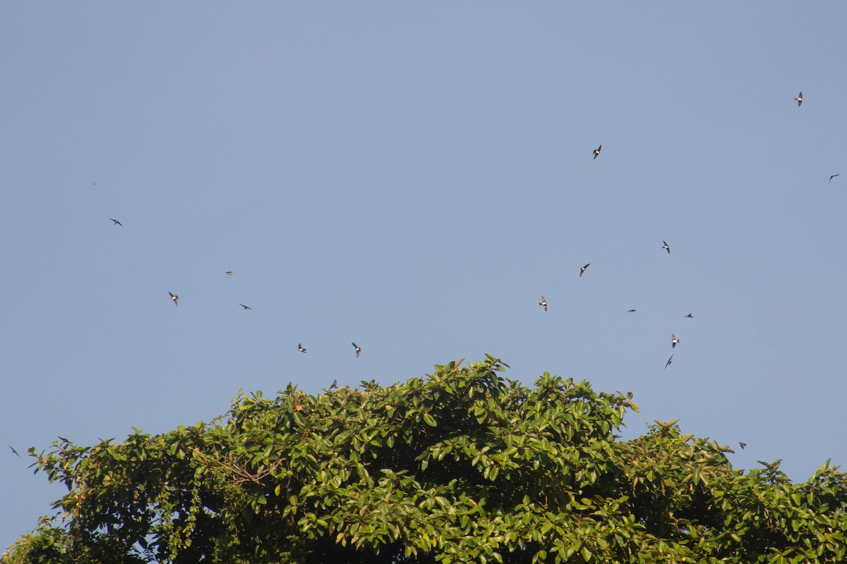 Golondrina Barranquera - ML620702345