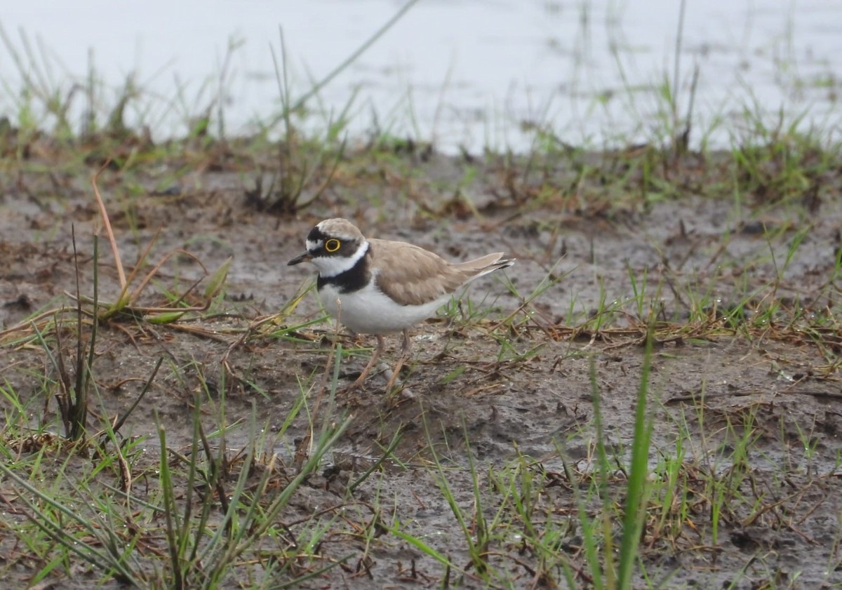 Little Ringed Plover - ML620702347