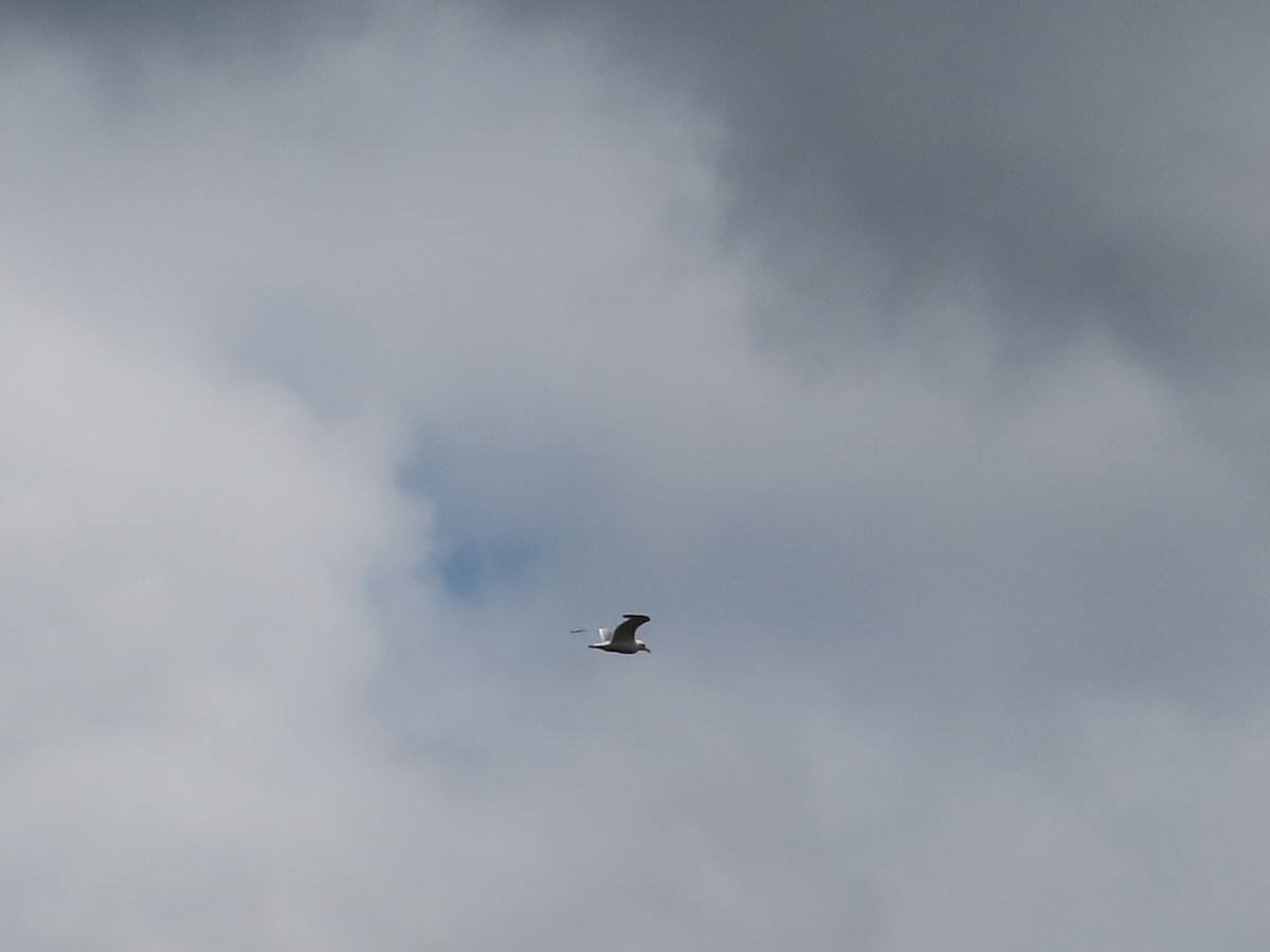 Herring Gull - Mel O'Hagan