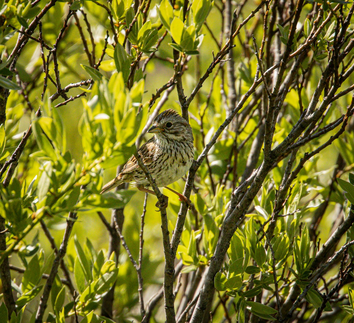 Lincoln's Sparrow - ML620702350