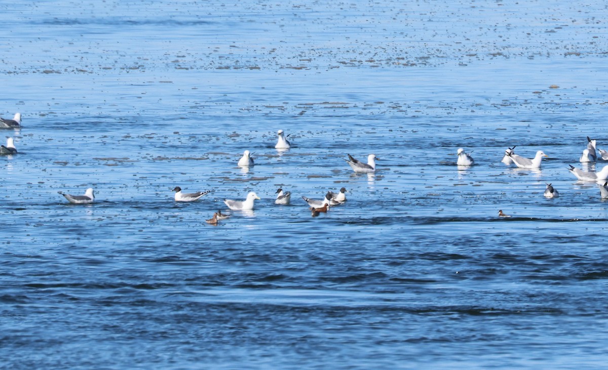 Sabine's Gull - ML620702351