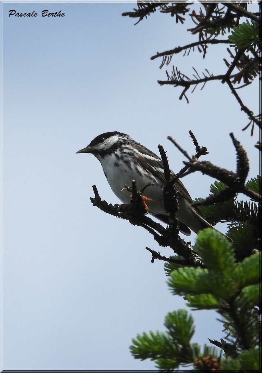 Blackpoll Warbler - Pascale Berthe