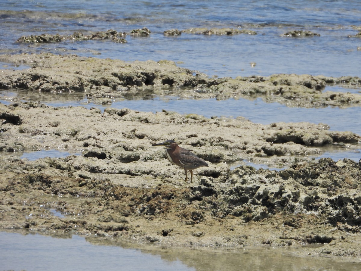 Green Heron - ML620702356