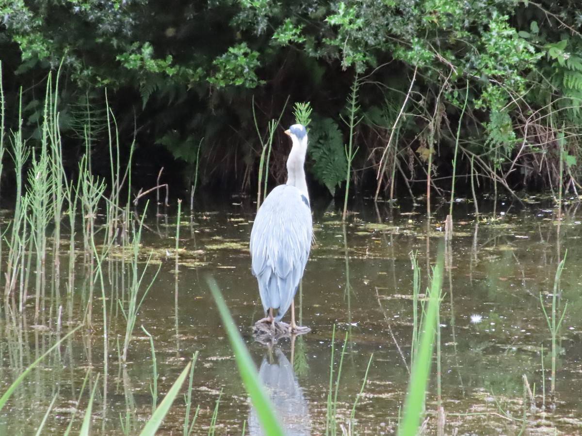 Gray Heron - ML620702357