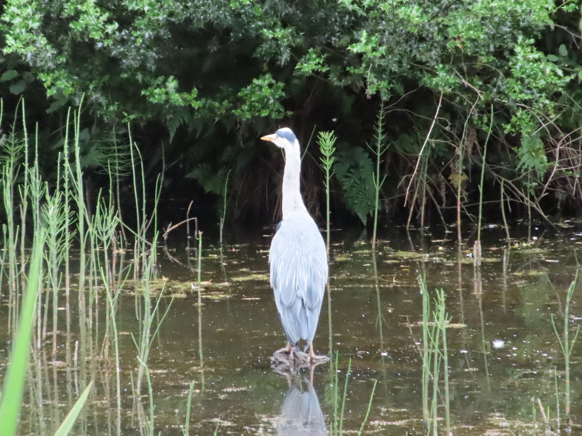 Gray Heron - Mel O'Hagan