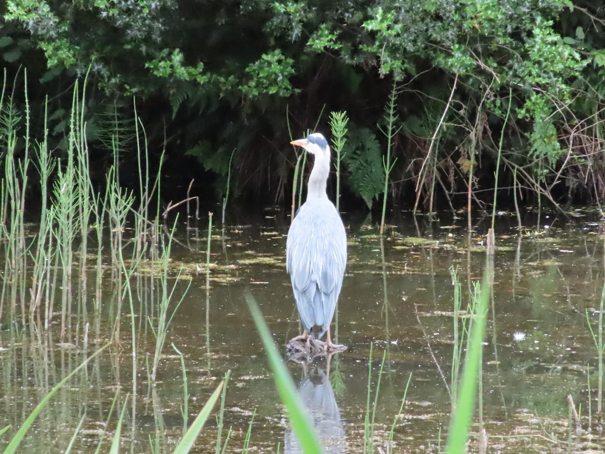 Gray Heron - ML620702359