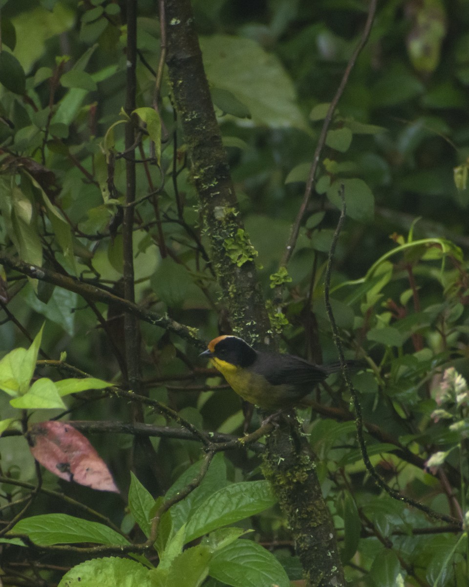 Pale-naped Brushfinch - ML620702360