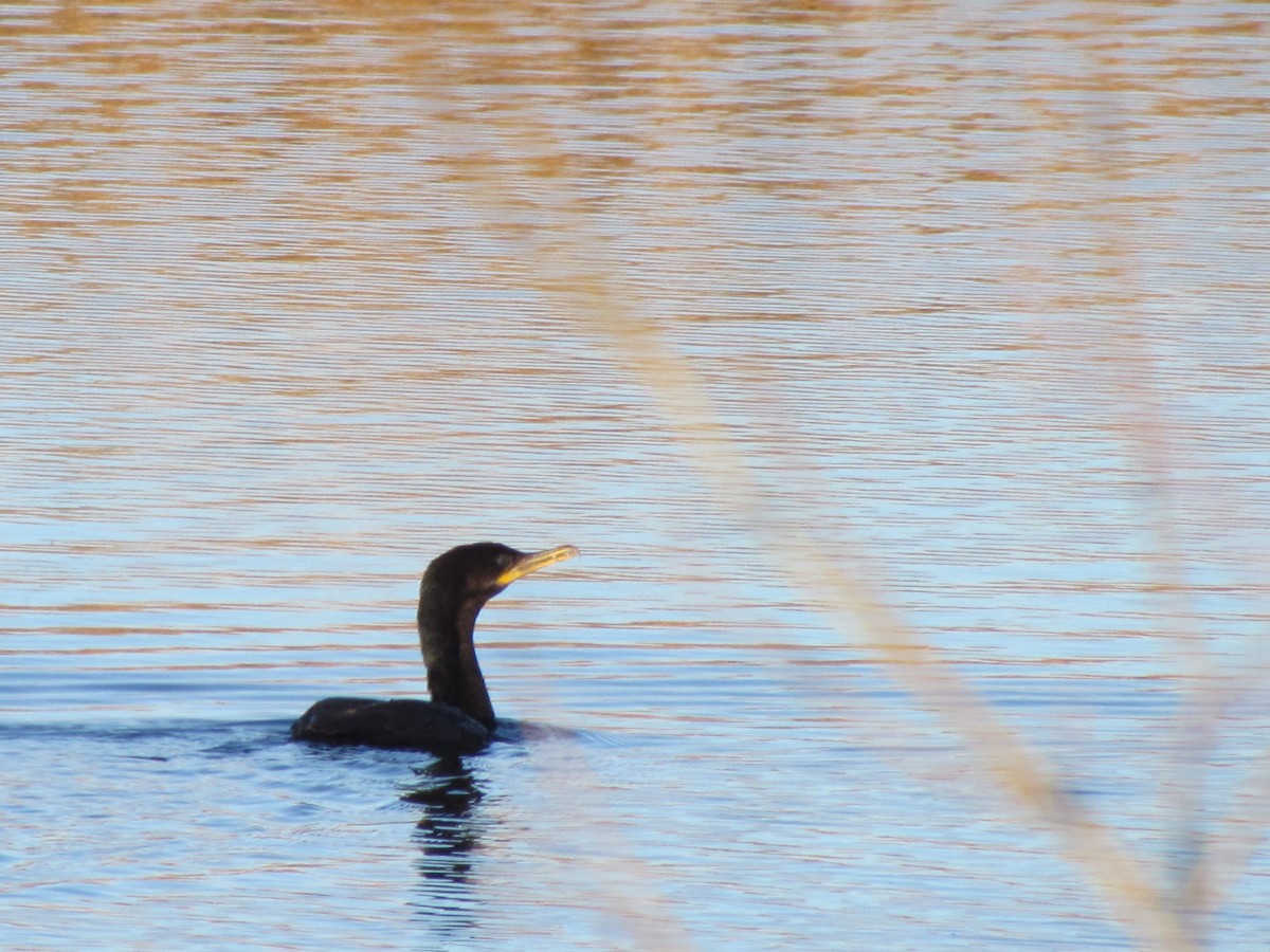 Neotropic Cormorant - ML620702368