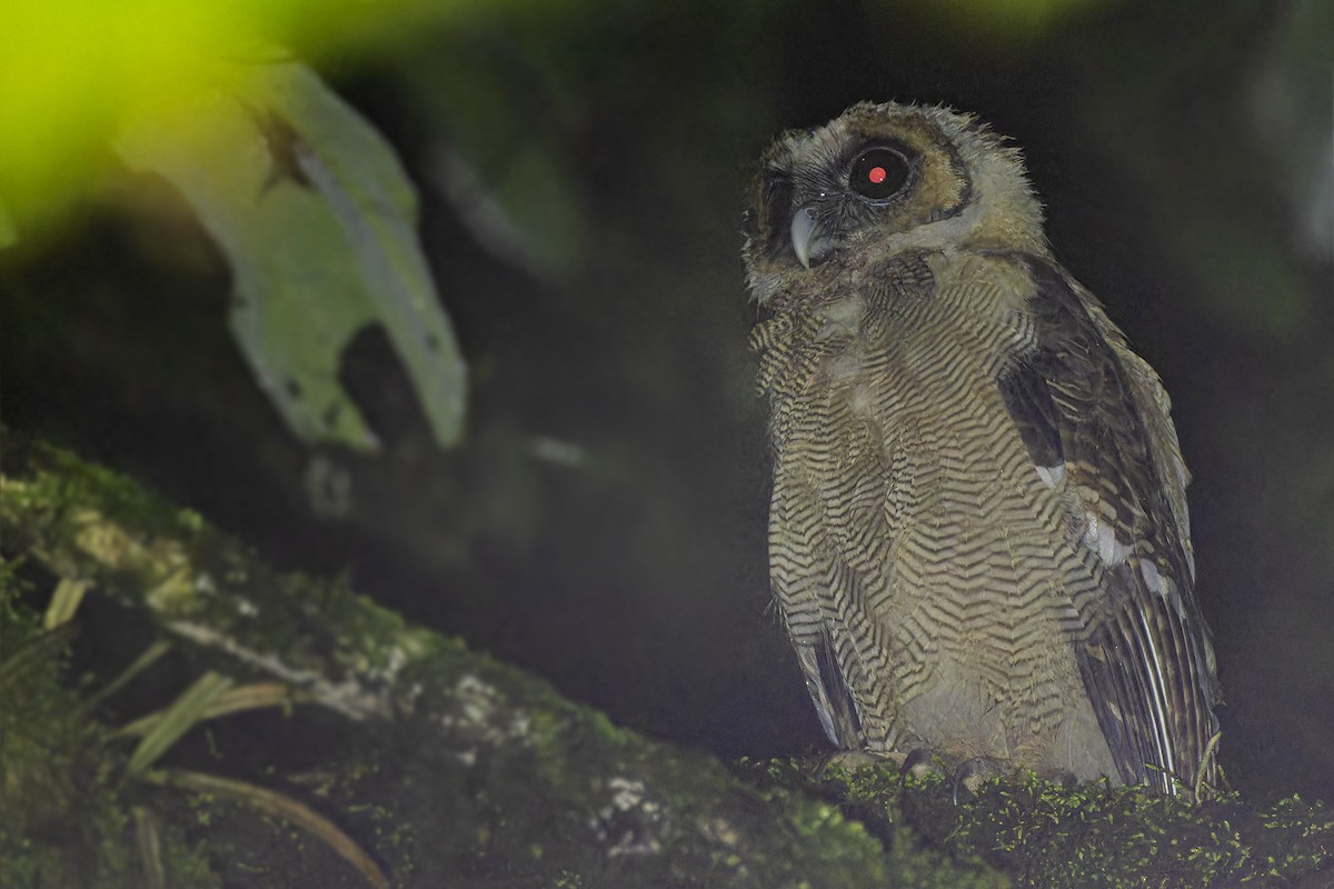 Brown Wood-Owl - ML620702369