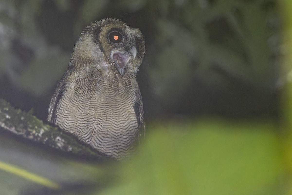 Brown Wood-Owl - Muangpai Suetrong