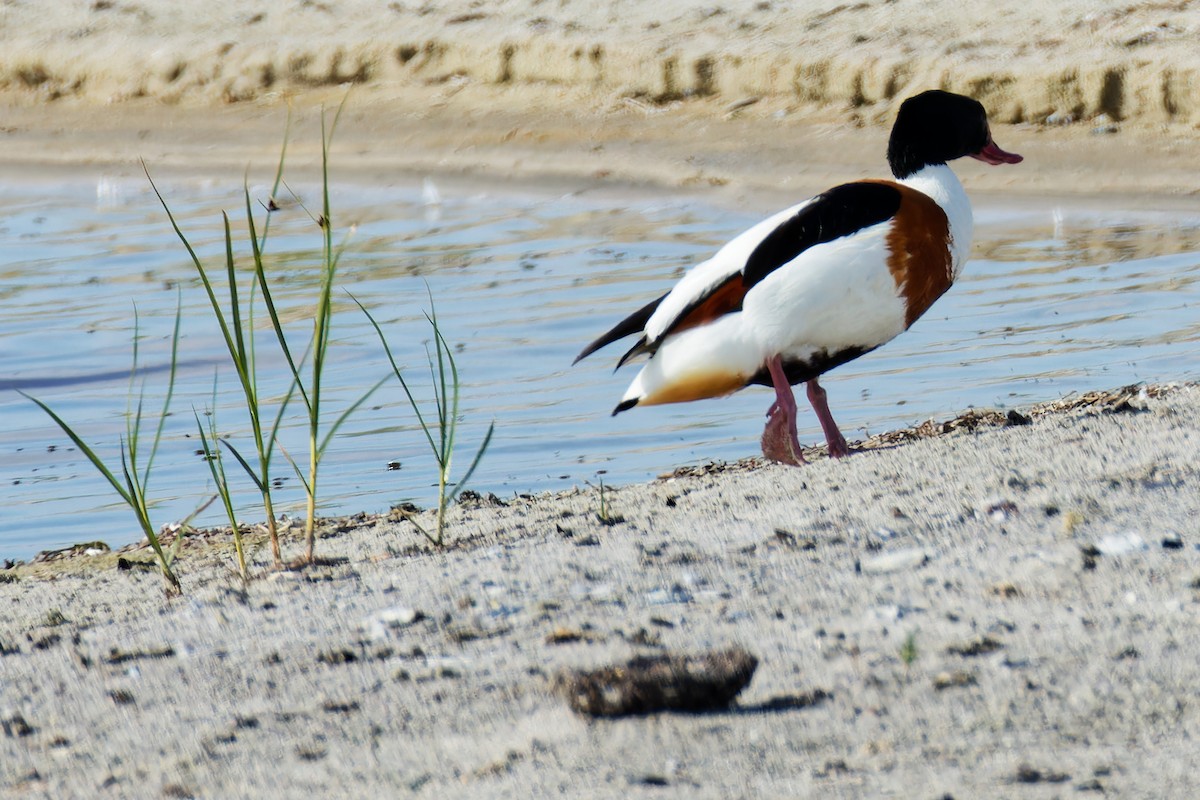 Common Shelduck - ML620702374