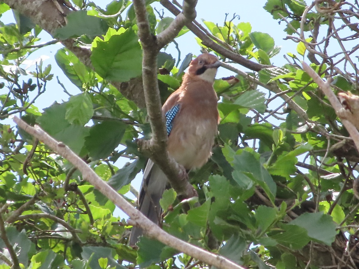 Eurasian Jay - ML620702382