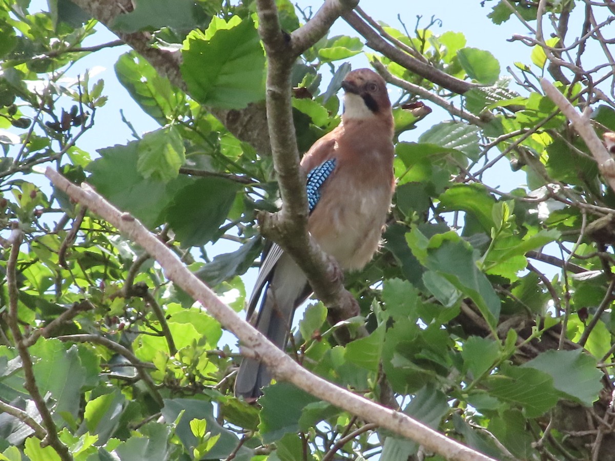 Eurasian Jay - ML620702383