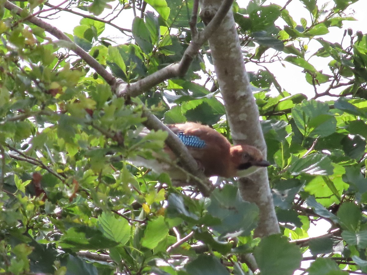 Eurasian Jay - ML620702384