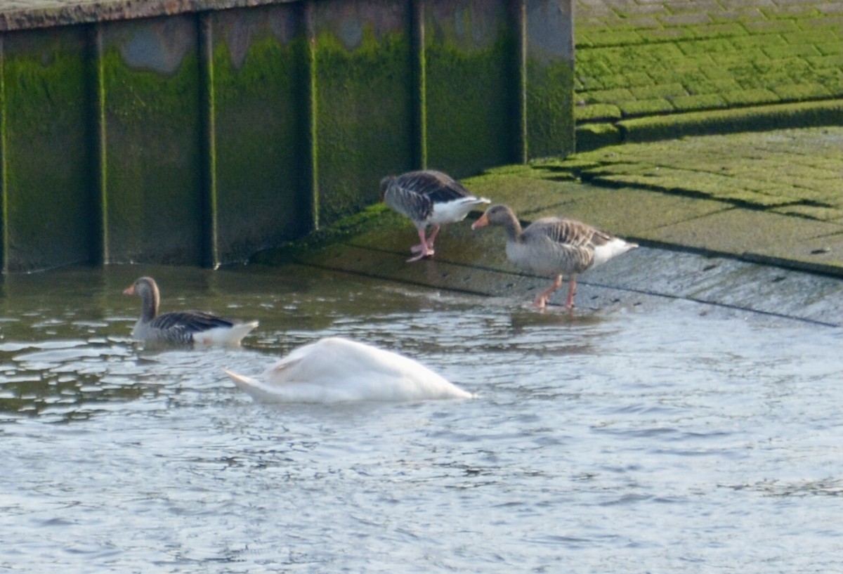 Graylag Goose - ML620702390