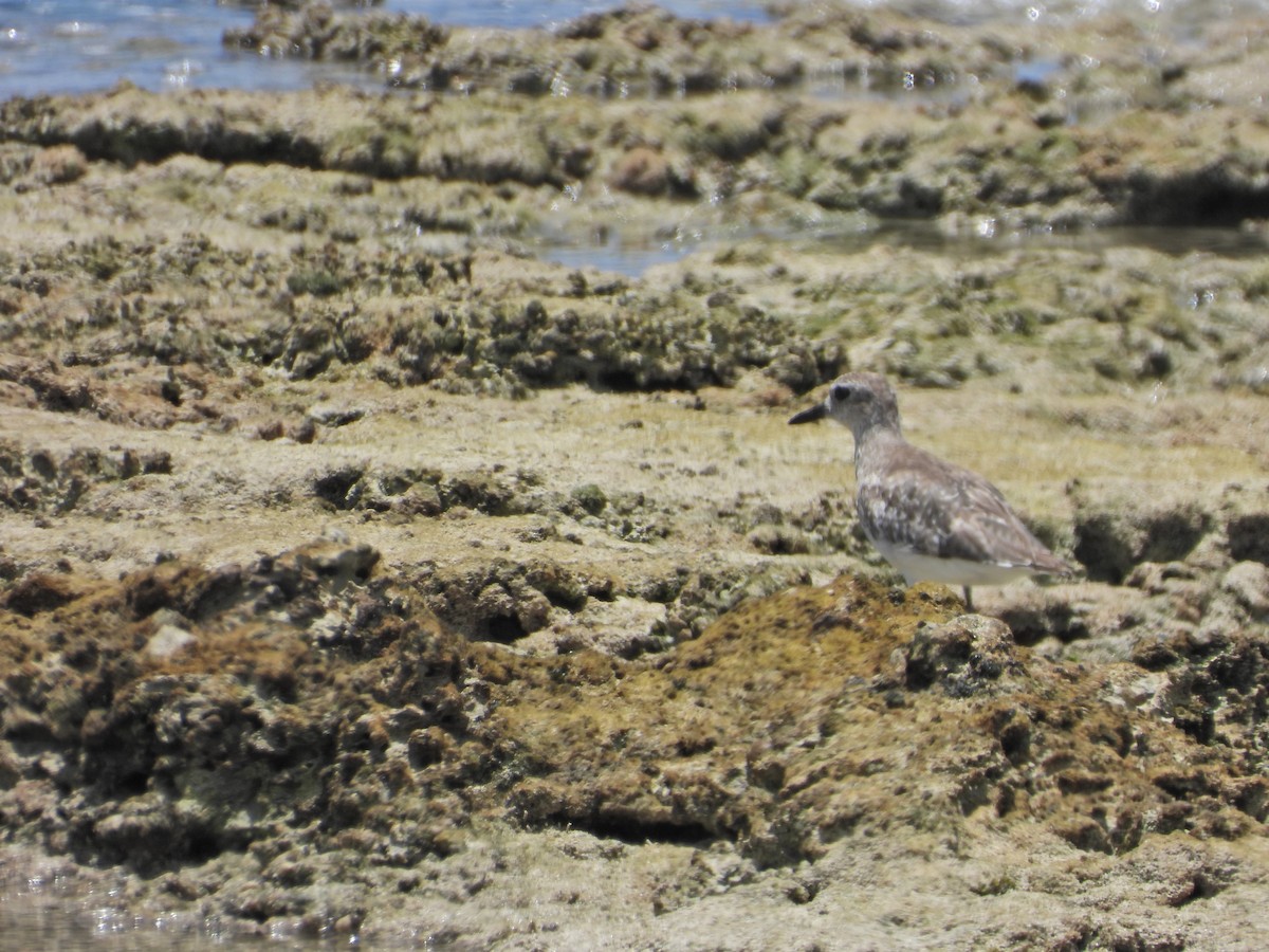 Black-bellied Plover - ML620702392