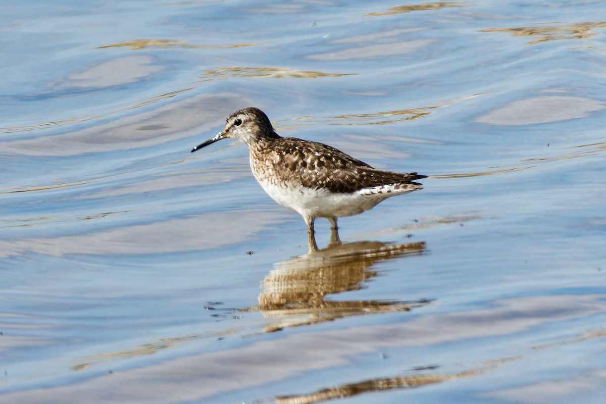 Wood Sandpiper - ML620702395