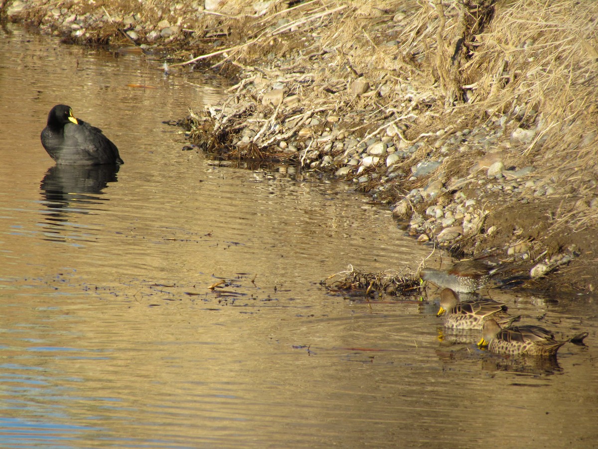 Red-gartered Coot - ML620702397