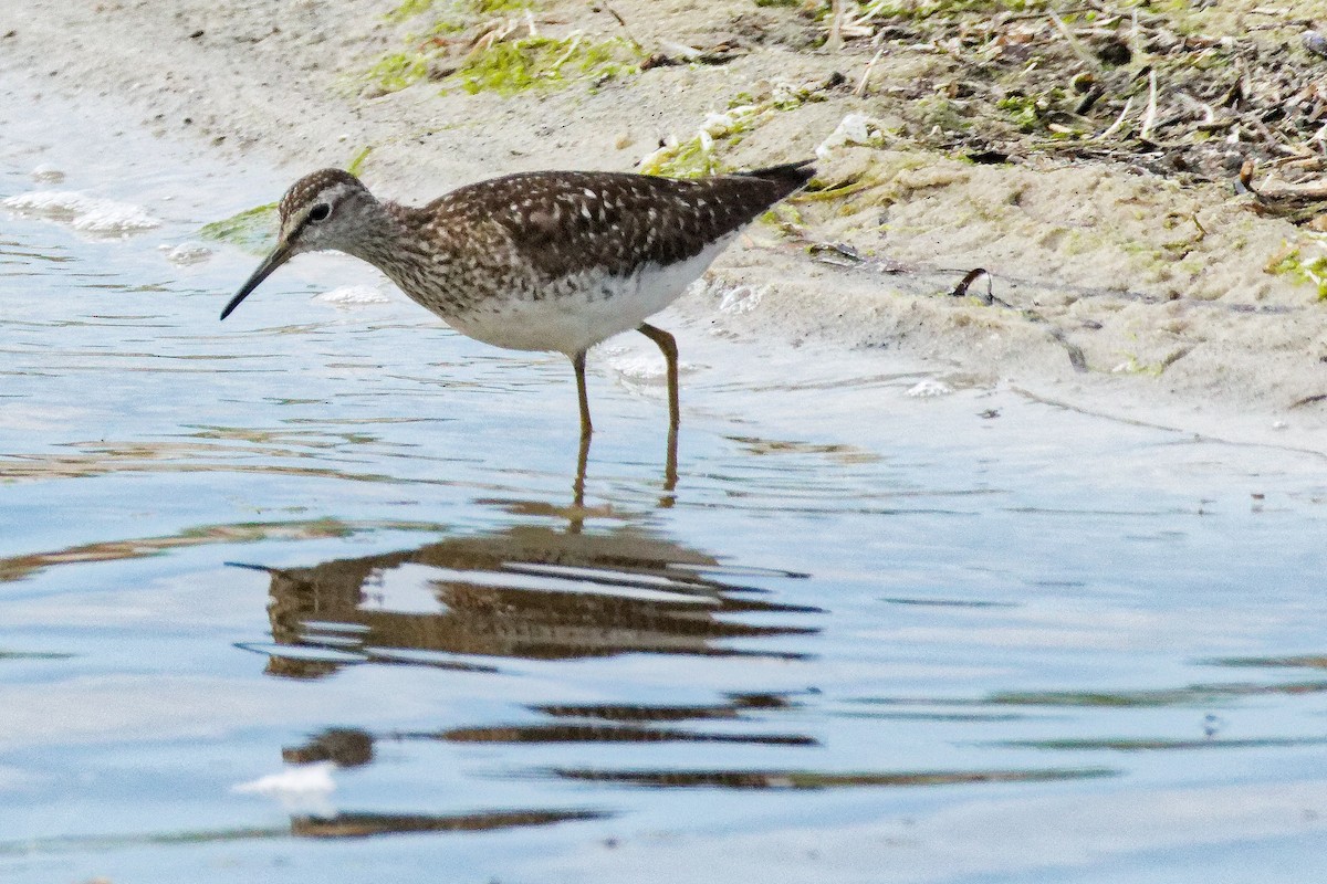 Wood Sandpiper - ML620702402