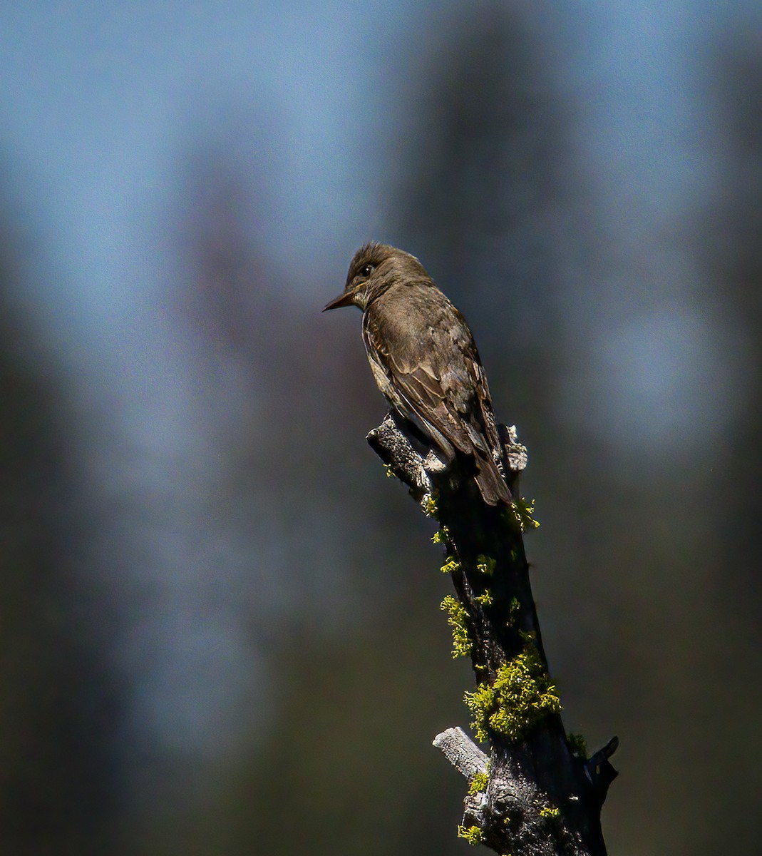 Olive-sided Flycatcher - ML620702403