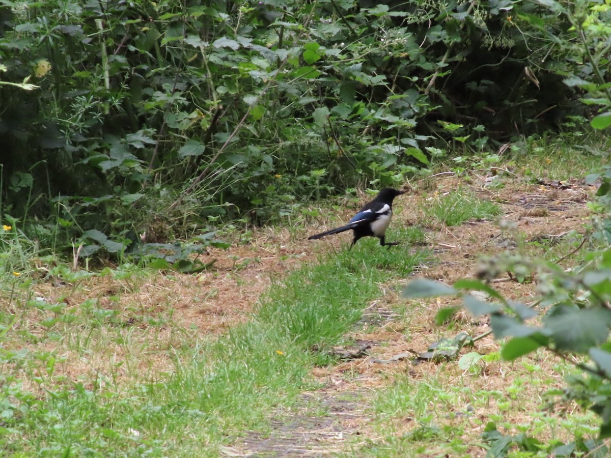 Eurasian Magpie - ML620702404