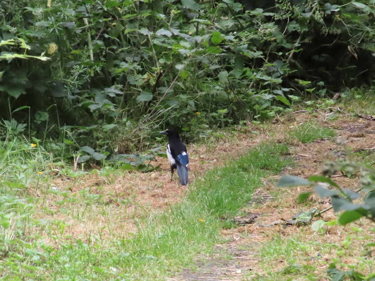 Eurasian Magpie - ML620702406