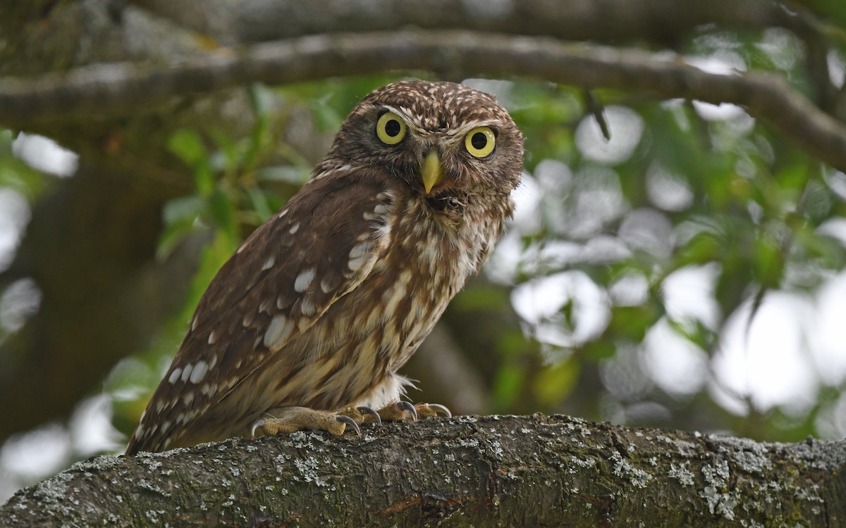 Little Owl - ML620702409