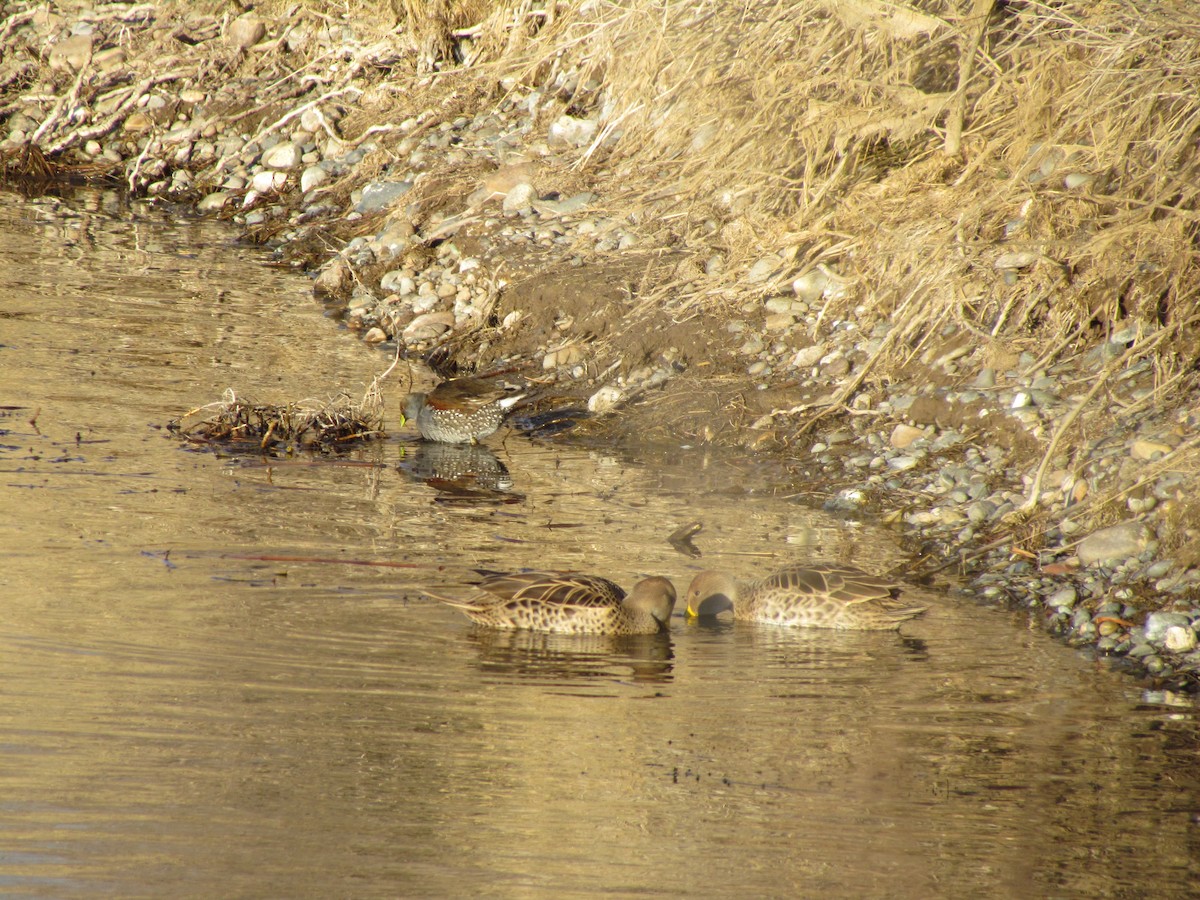 Yellow-billed Pintail - ML620702413