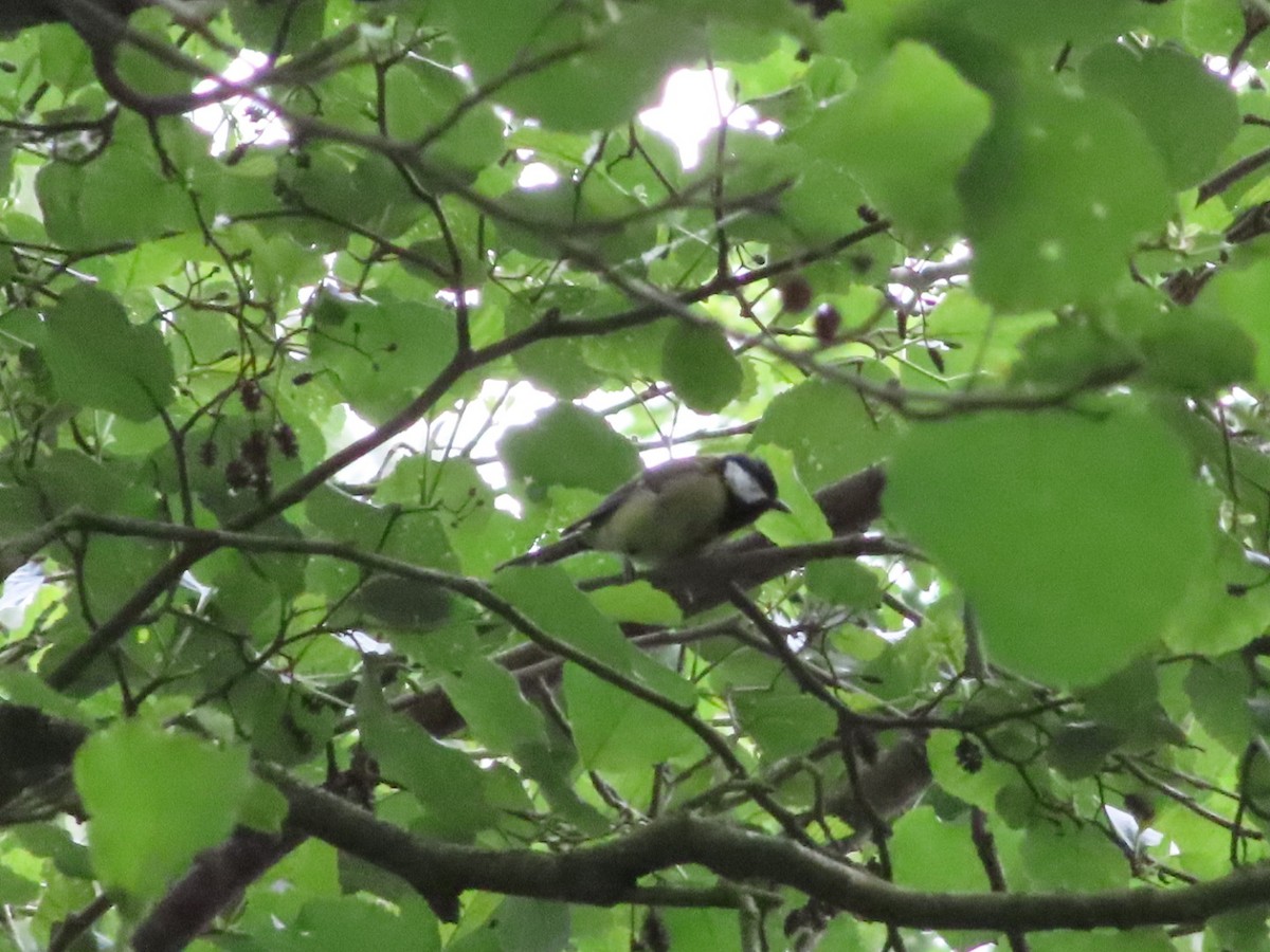 Great Tit - ML620702415