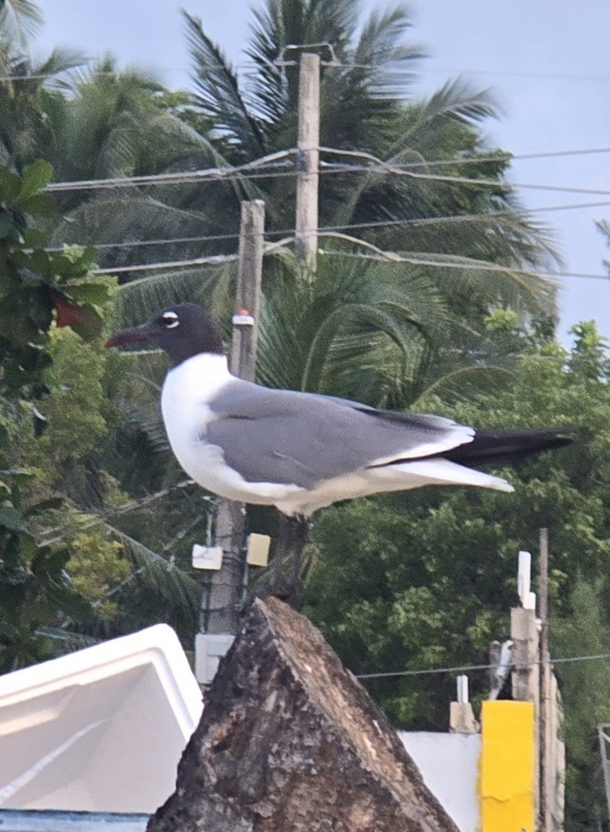 Laughing Gull - Damaris Cardona Aponte