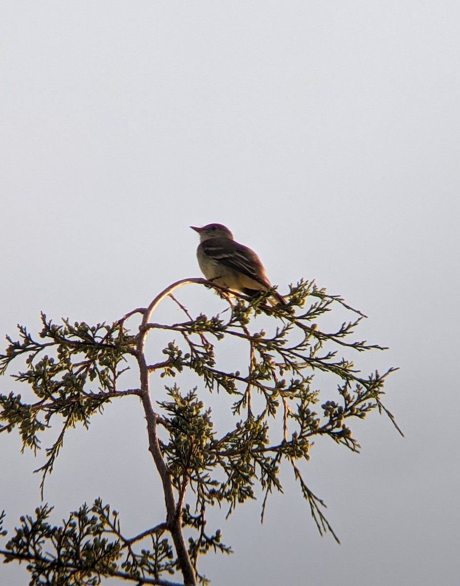 Willow Flycatcher - ML620702420