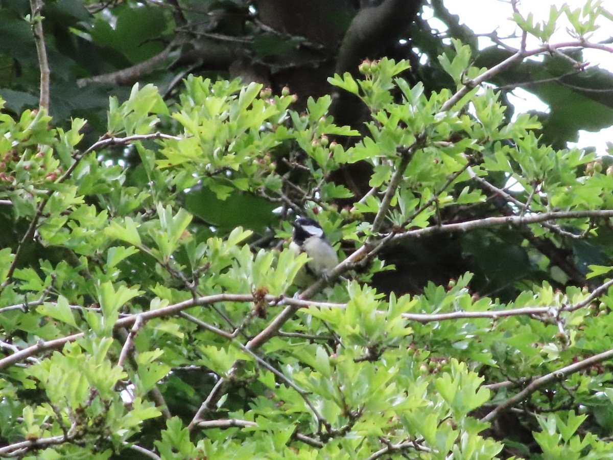 Great Tit - ML620702421