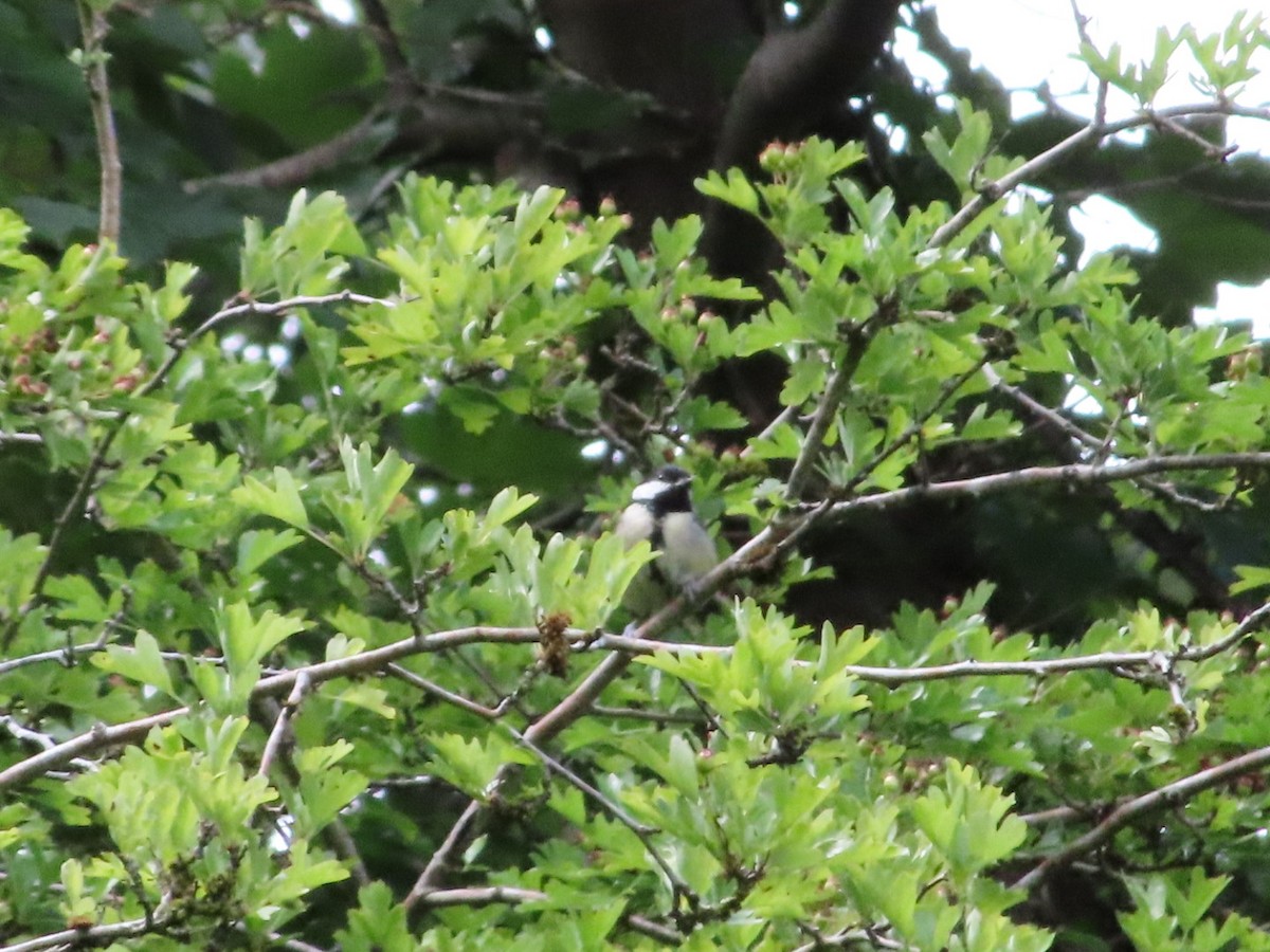 Great Tit - ML620702422