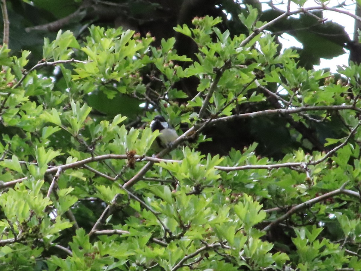 Great Tit - ML620702423