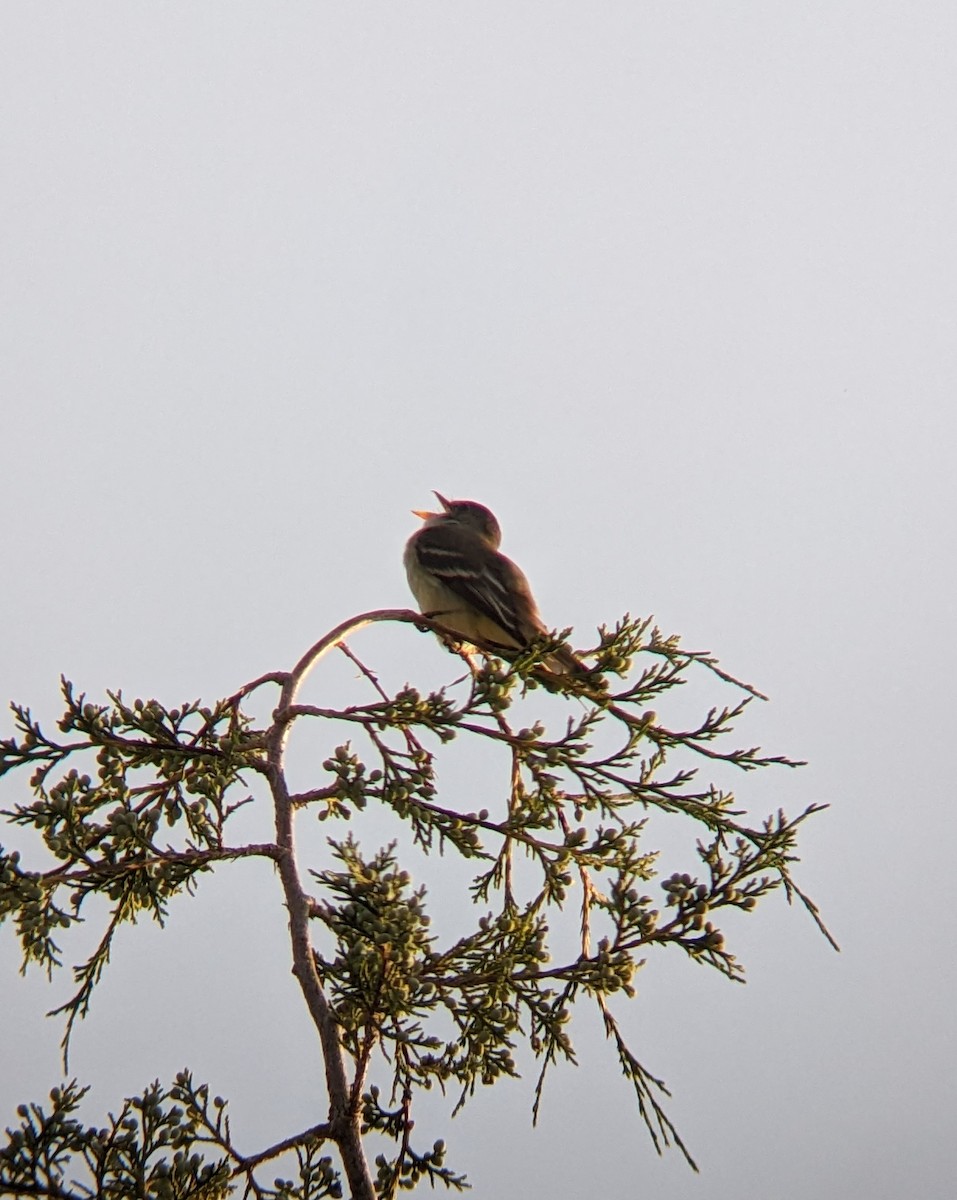 Willow Flycatcher - ML620702425